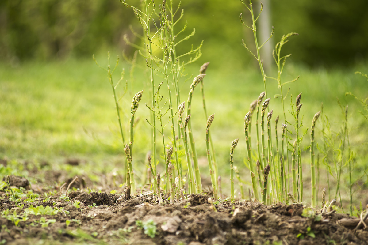 Представитель Отряда Asparagales